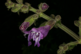 Salvia przewalskii RCP7-08 3.jpg